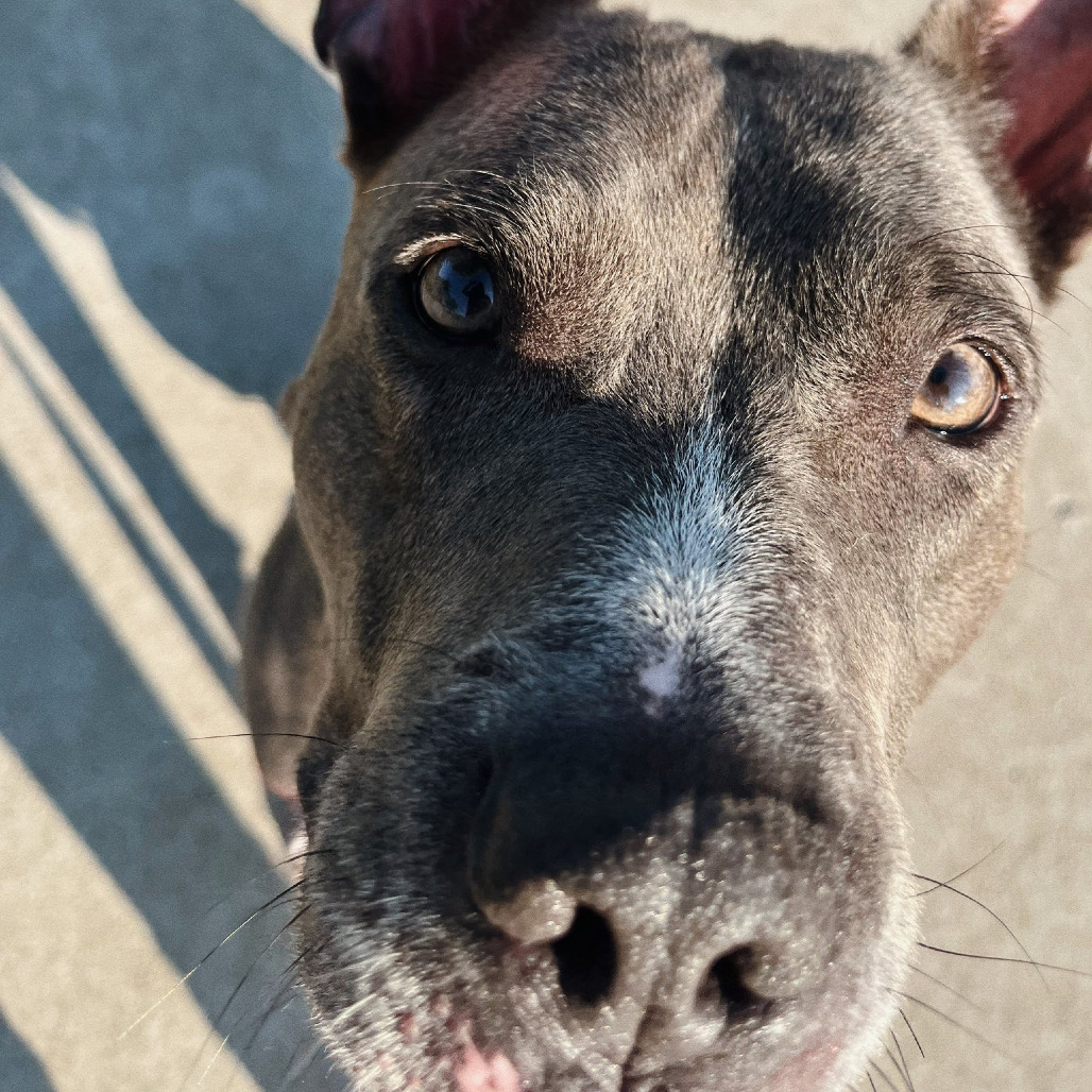 Photo of King Beetle 9