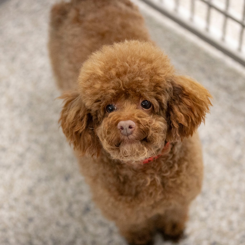 Chase (F26-05), photo 5