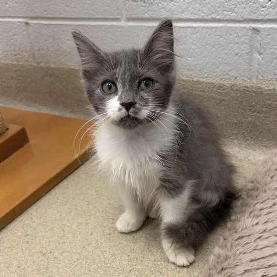 BUNNY - Domestic Longhair available for adoption