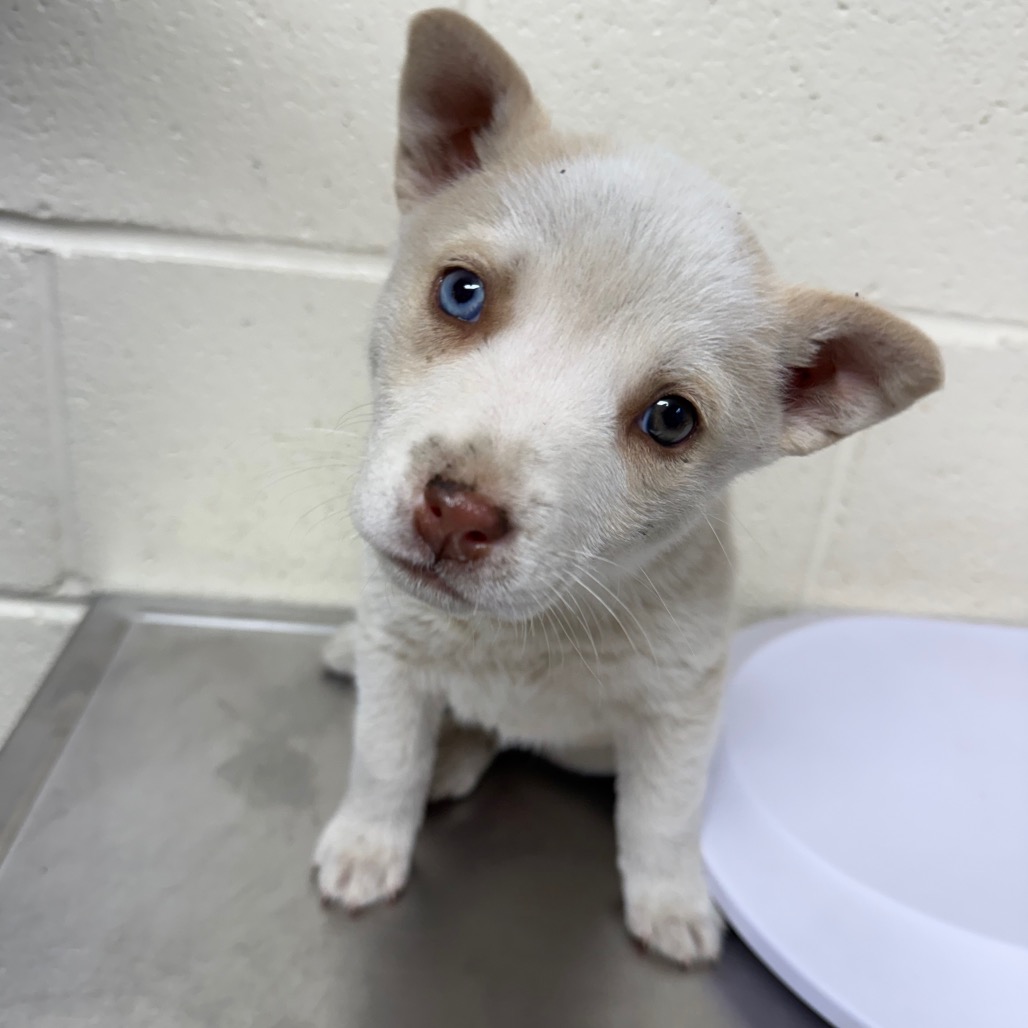 Golden — thumbnail 4