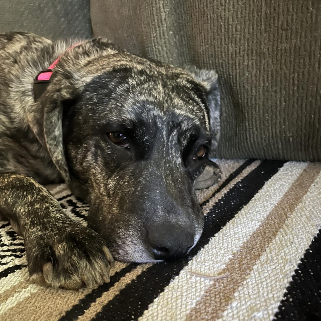 Daisy Duke (Formerly Phoebe), photo 6