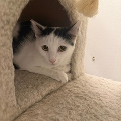 MIRAH - Domestic Shorthair available for adoption