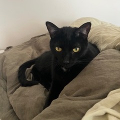 Tulip, photo 10