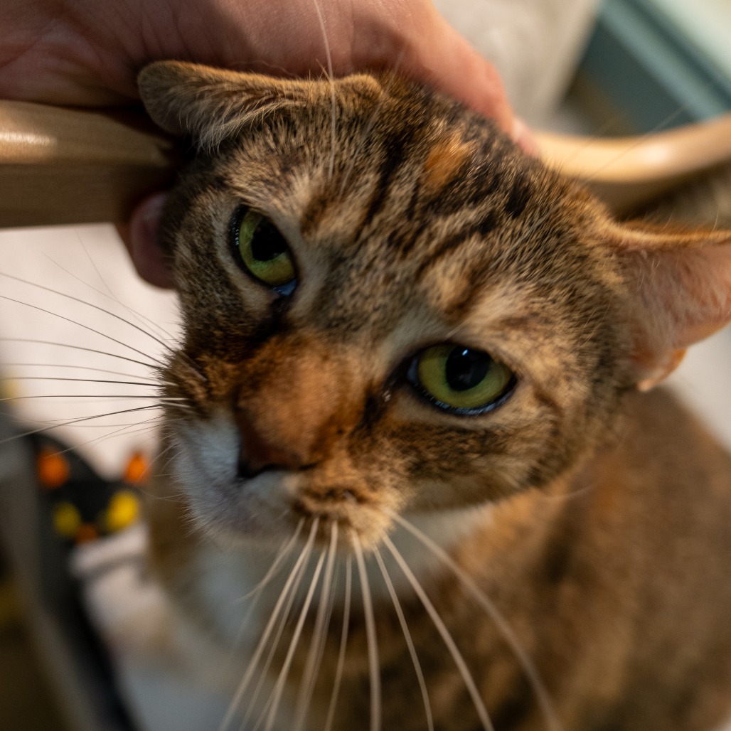 BANANA - Domestic Shorthair available for adoption