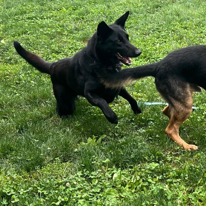 TWILIGHT SPARKLE - Shepherd / Mixed Breed (Medium) available for adoption