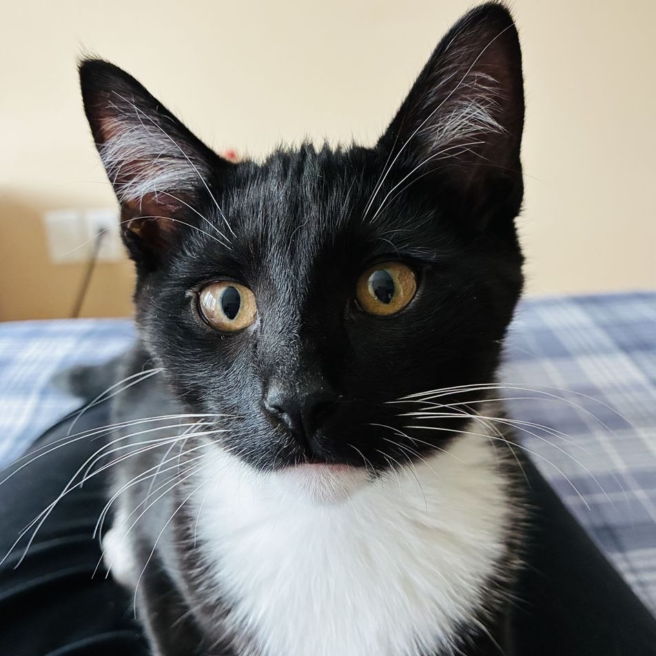 Zuko