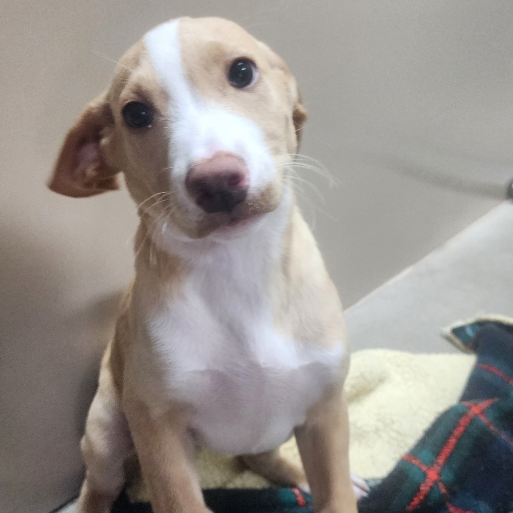 Kennel#16b's preview photo