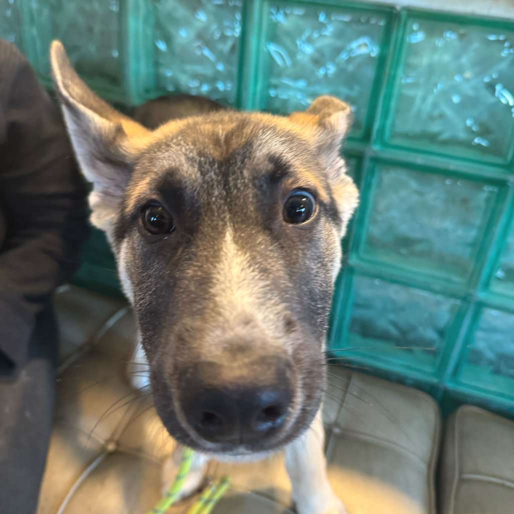 Bruno — thumbnail 2