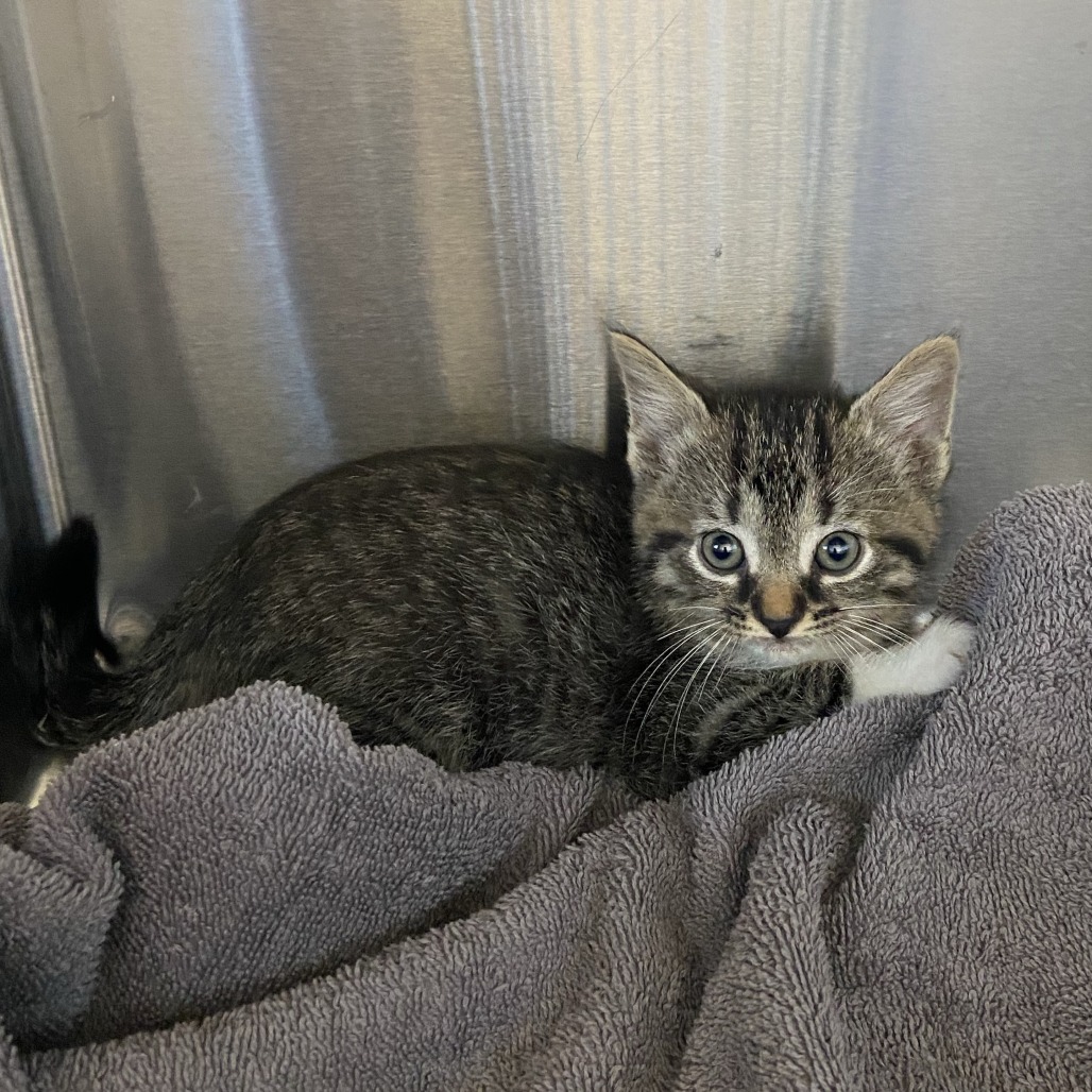 BITSY - Domestic Shorthair available for adoption