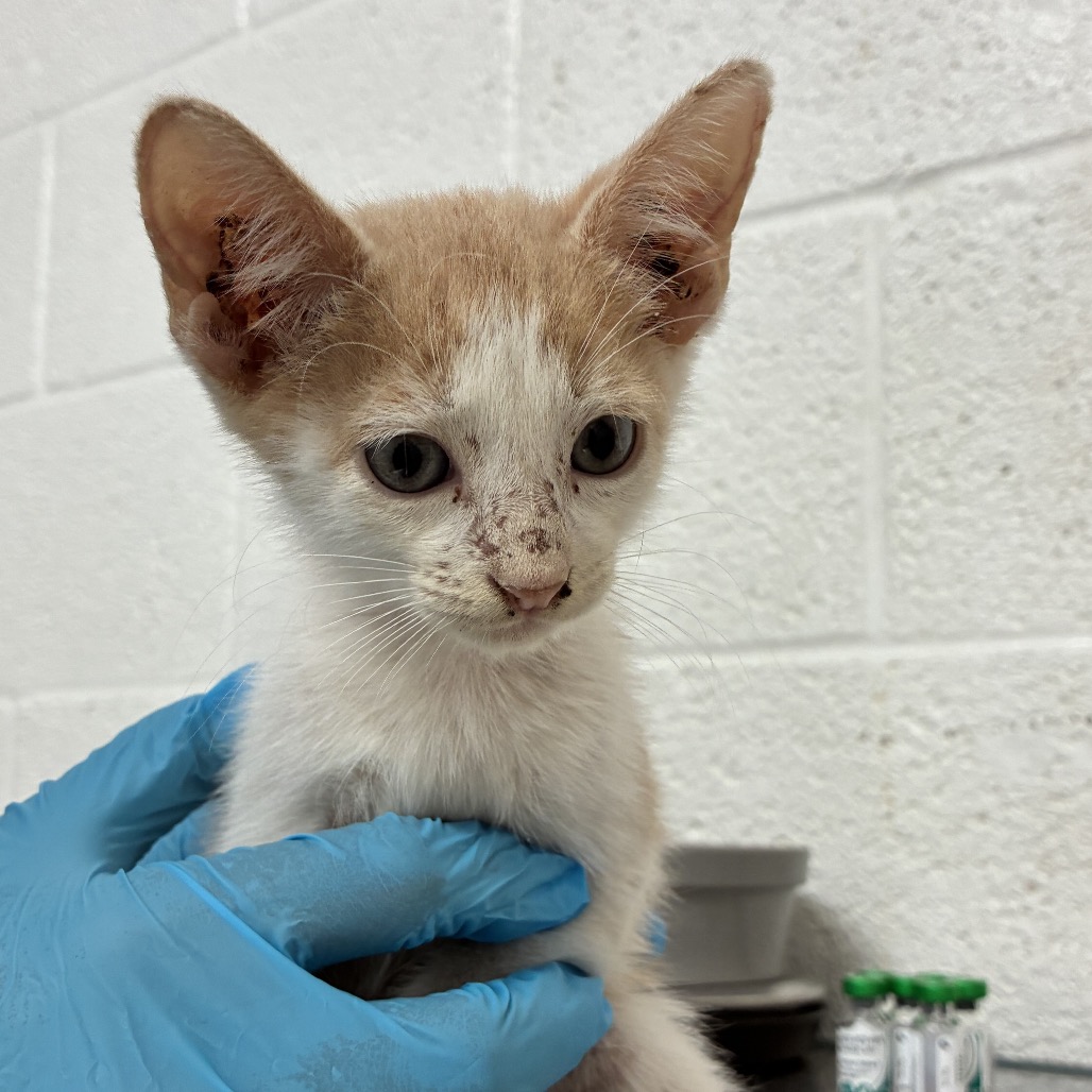 JUSTIN - Domestic Shorthair available for adoption