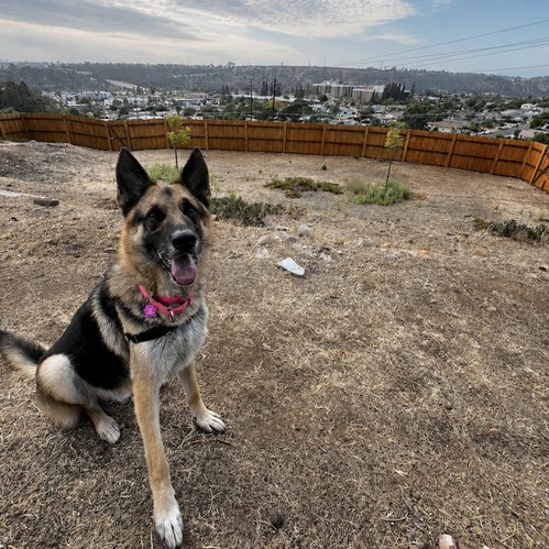 Rosco, photo 11