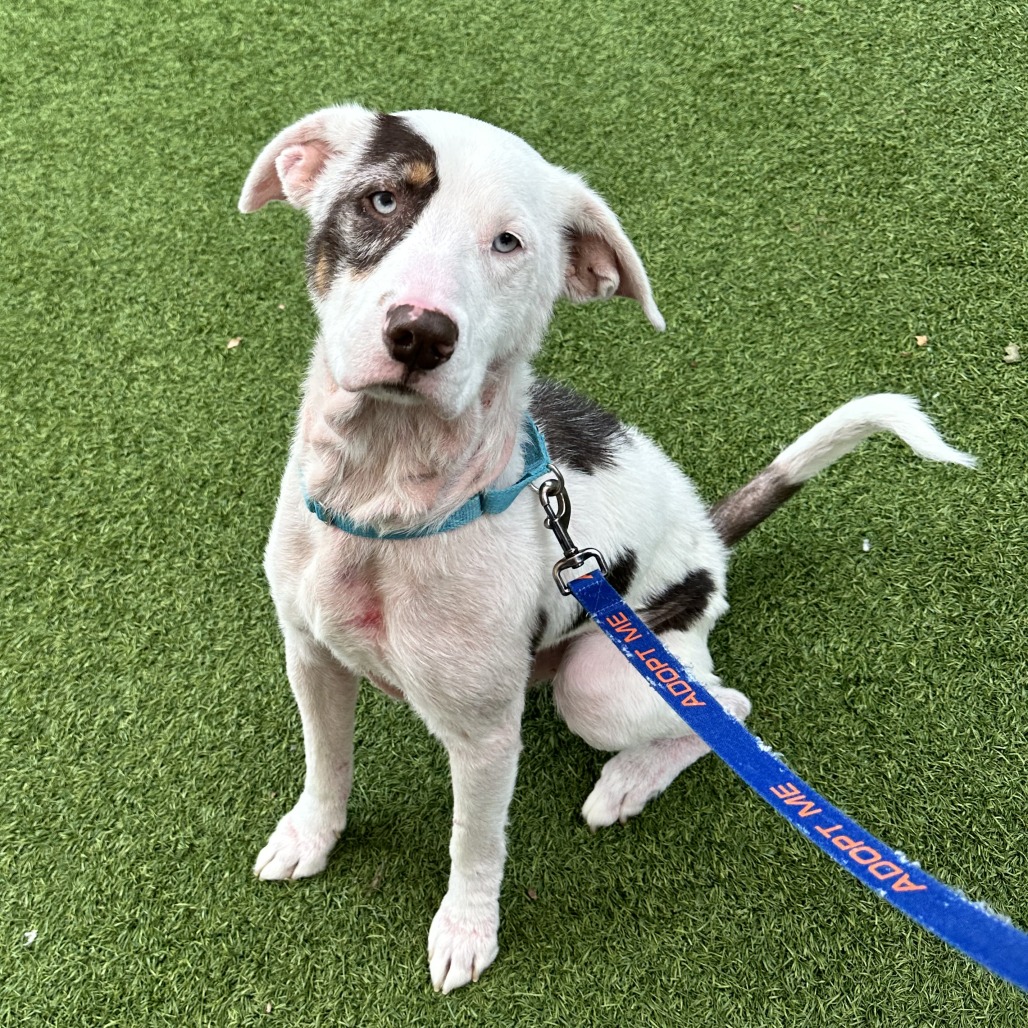 MOSELY - Mixed Breed (Medium) available for adoption