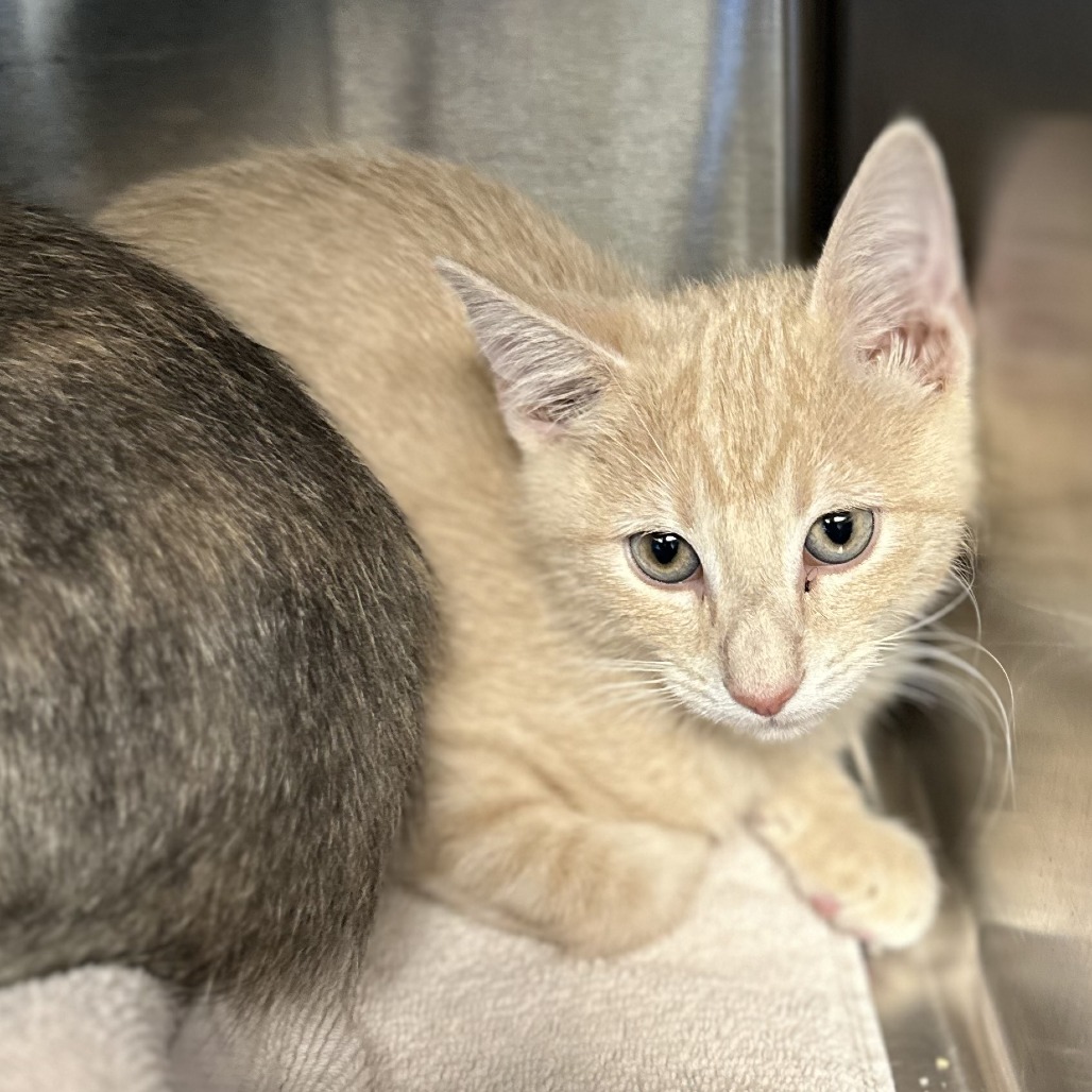 JACK-O-LANTERN - Domestic Shorthair available for adoption