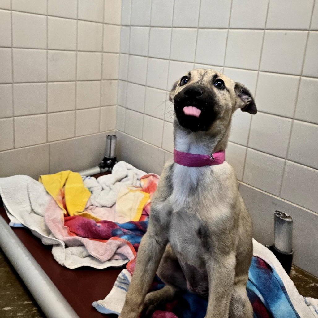 Cri-Kee — thumbnail 5