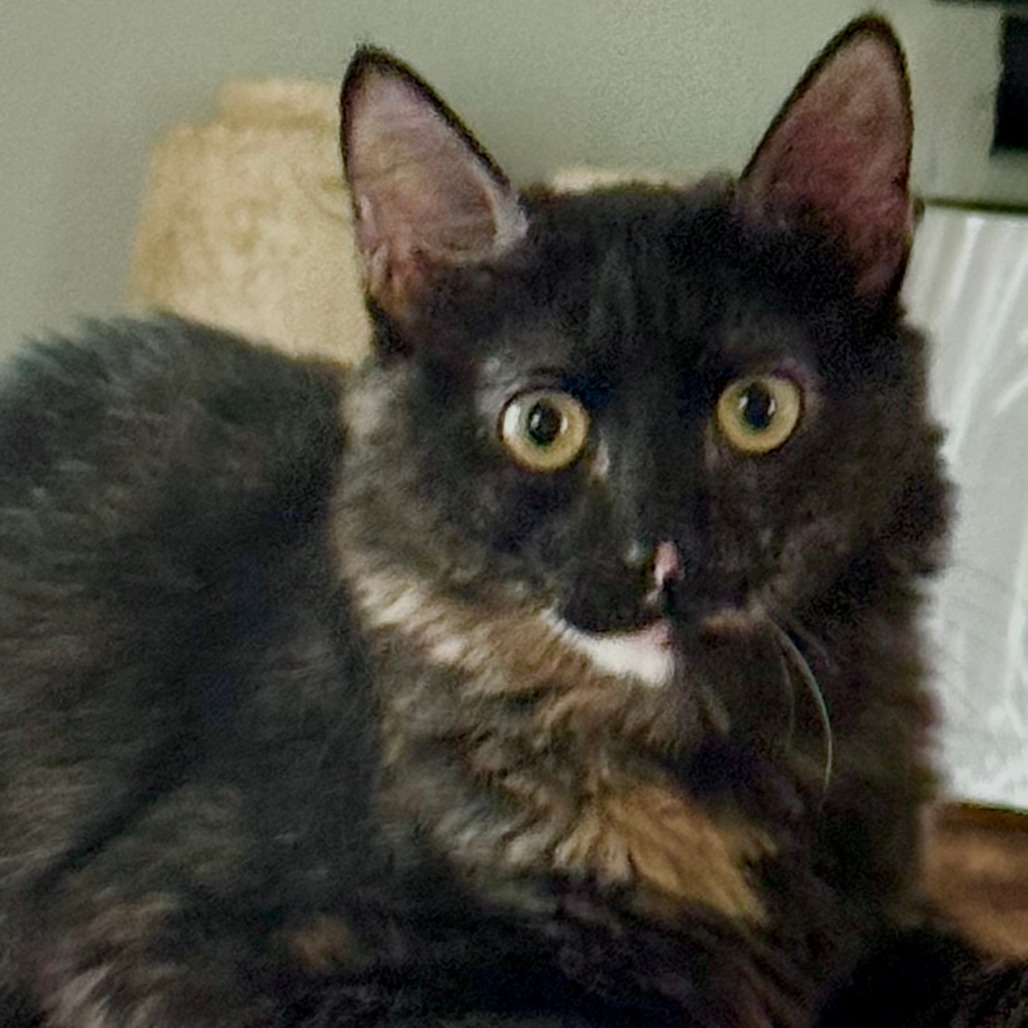 Teagan, photo 3