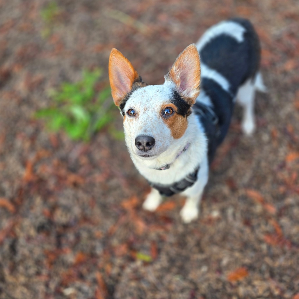 Thor — thumbnail 4