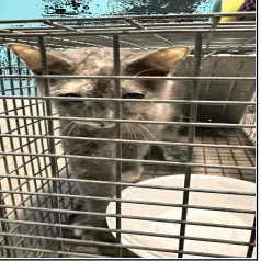 OHANA (663109) - Domestic Shorthair available for adoption
