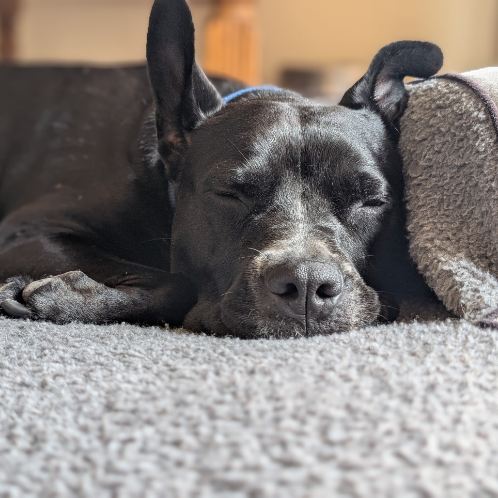 Jingle, adoptable senior dog