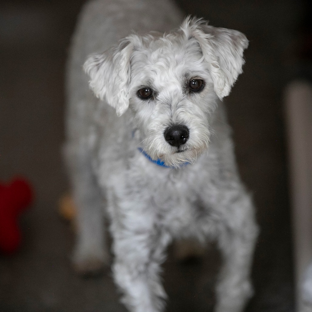NEMO (AG26-118) - Schnauzer, Miniature / Poodle, Miniature available for adoption