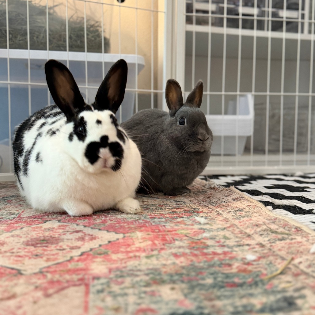 Buns (bonded with Nelly), photo 6