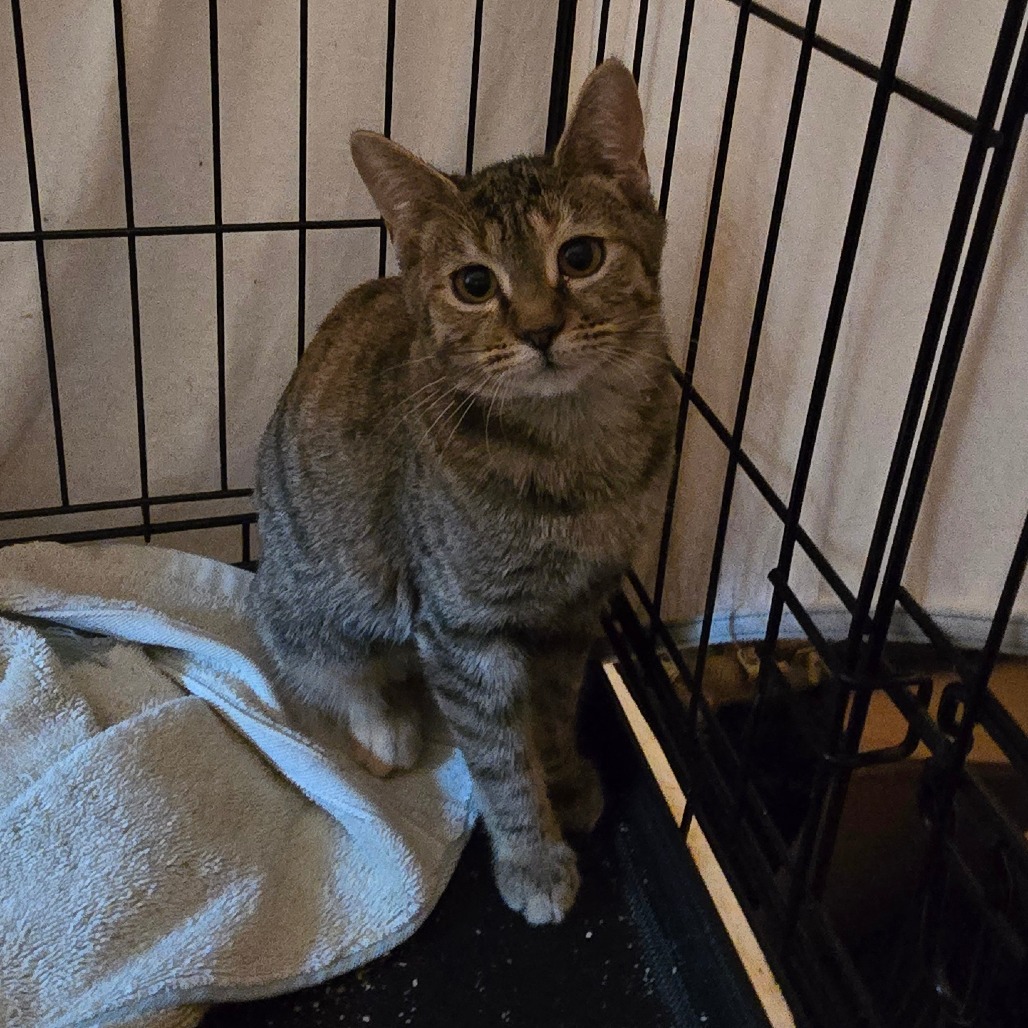 RIDLEY - Domestic Shorthair available for adoption