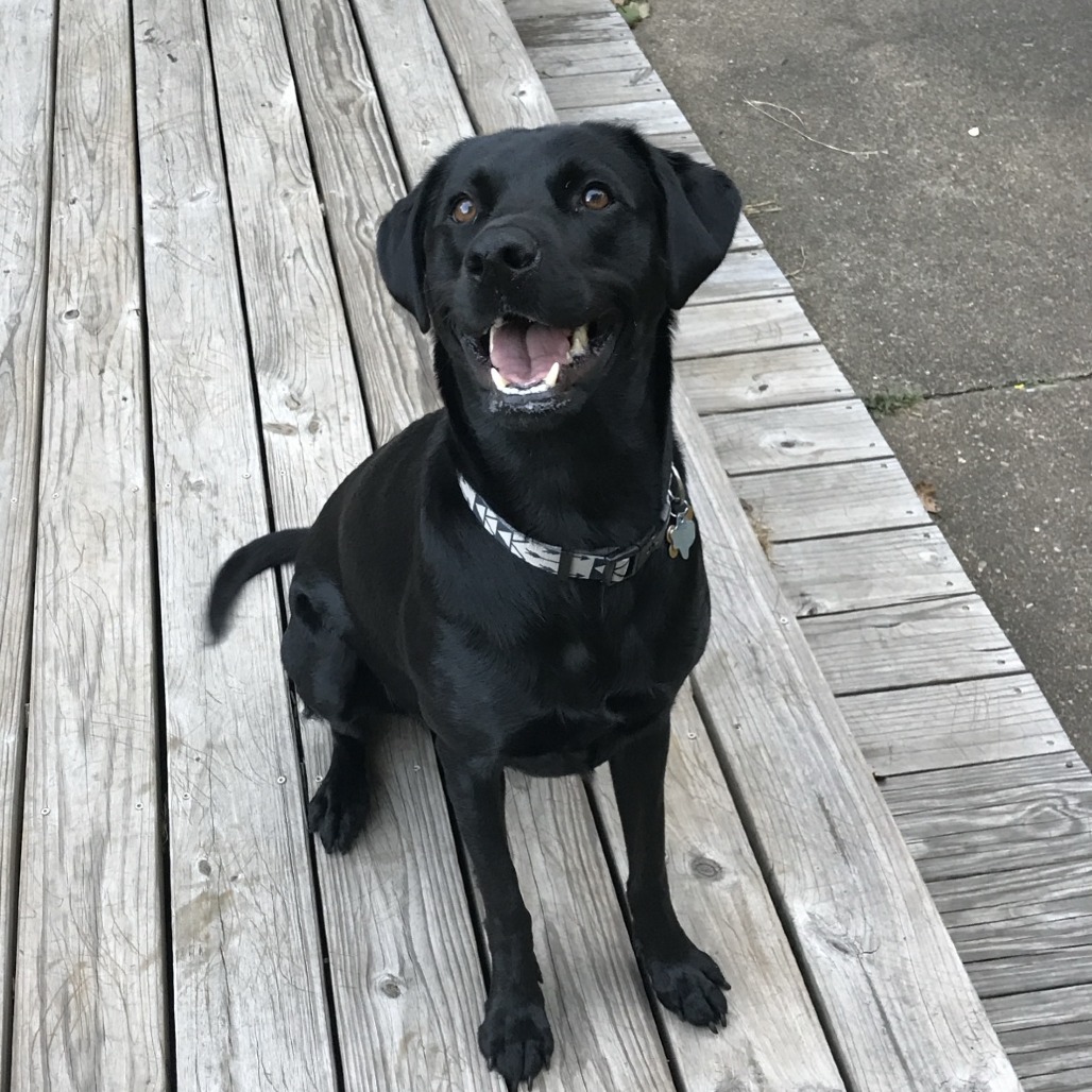 Baylor, adoptable senior dog