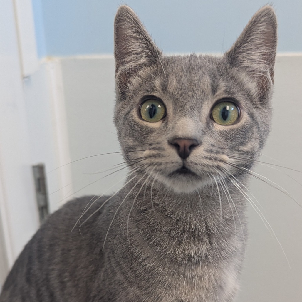 DARREN RITTER - Domestic Shorthair available for adoption