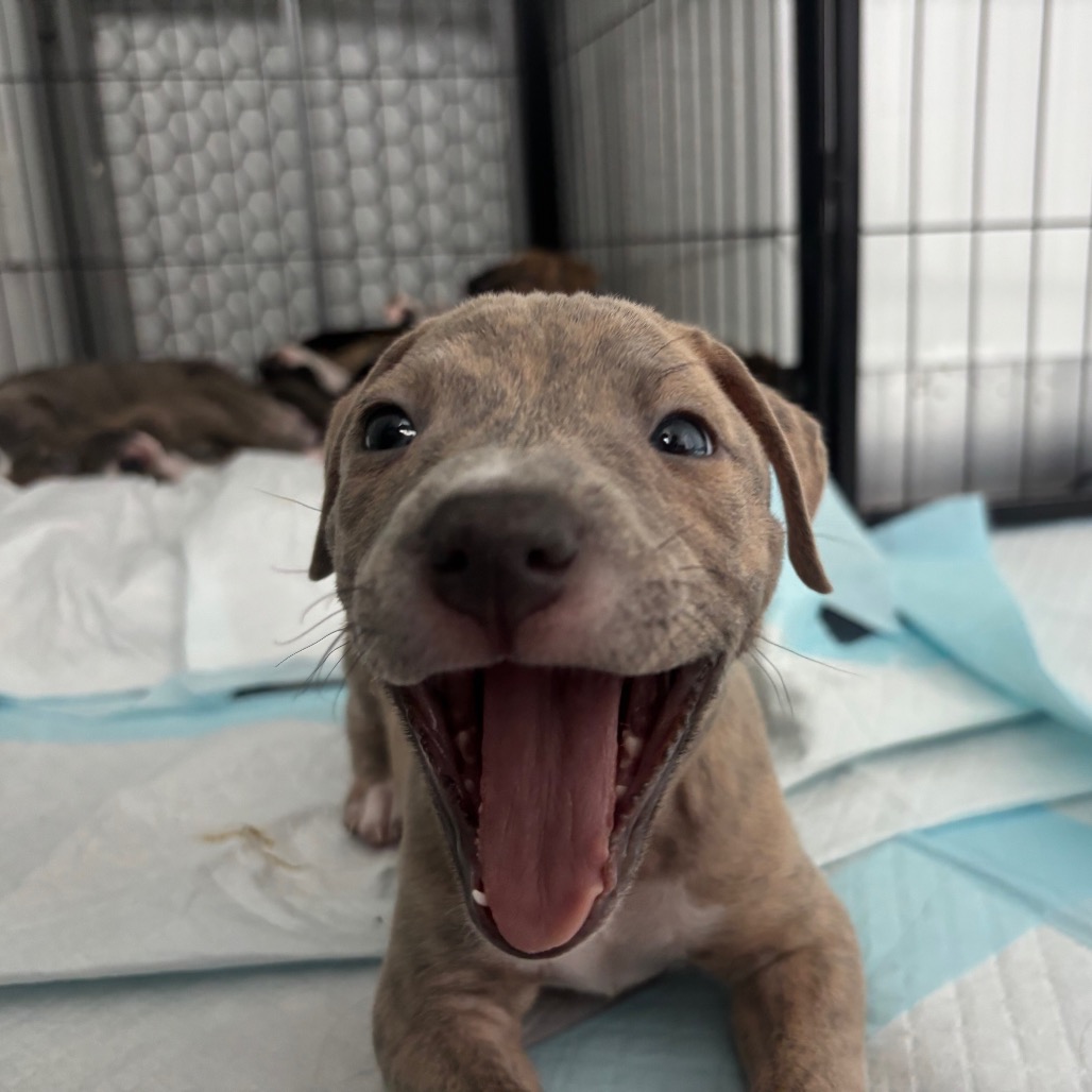 Miami Puppy - Sunshine, photo 5