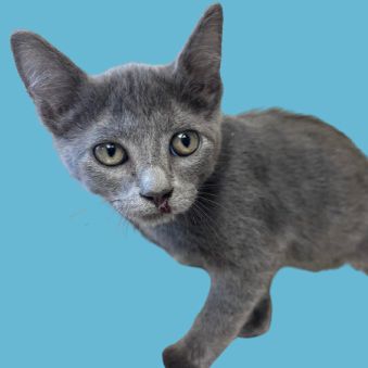  Photo of TUSC-Stray-81778