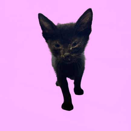 Tusc Stray 81920