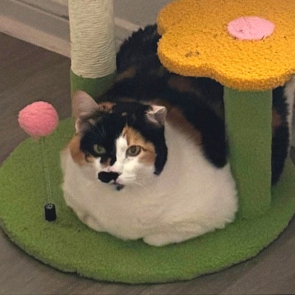 Chrissy — thumbnail 6