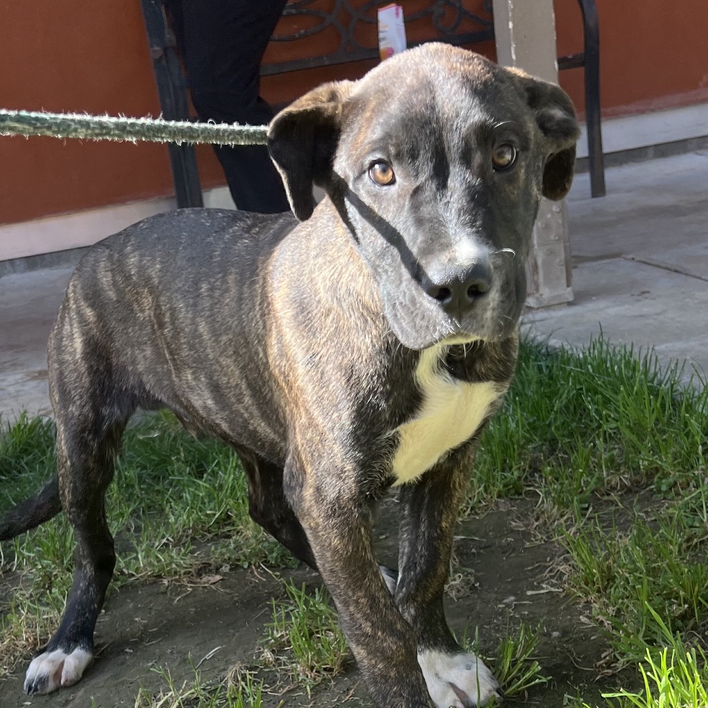 Kennel#12a Dodge's preview photo