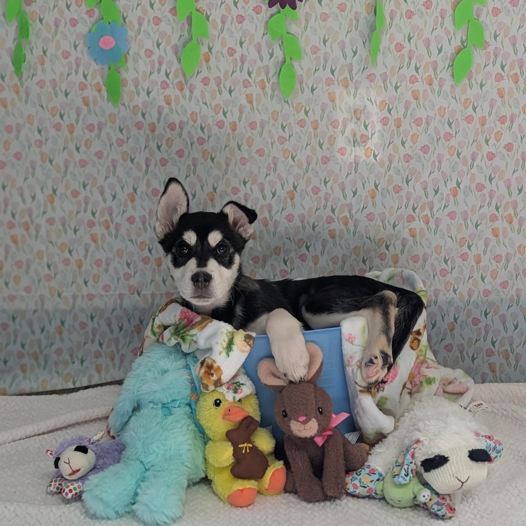 Moguls — thumbnail 4