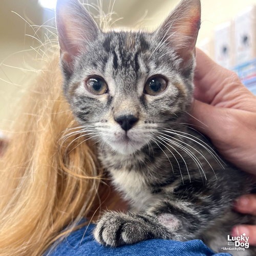 LILLYBETH - Domestic Shorthair available for adoption