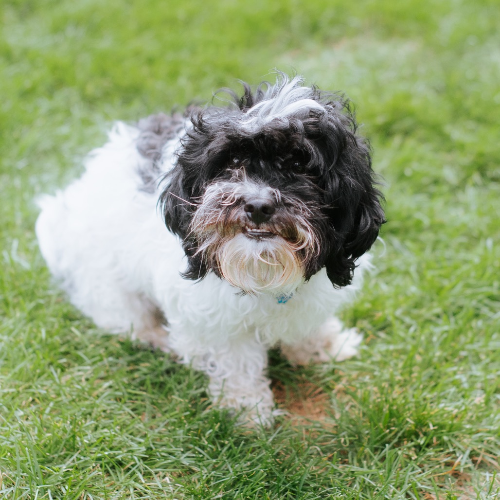 Coton De Tulear
