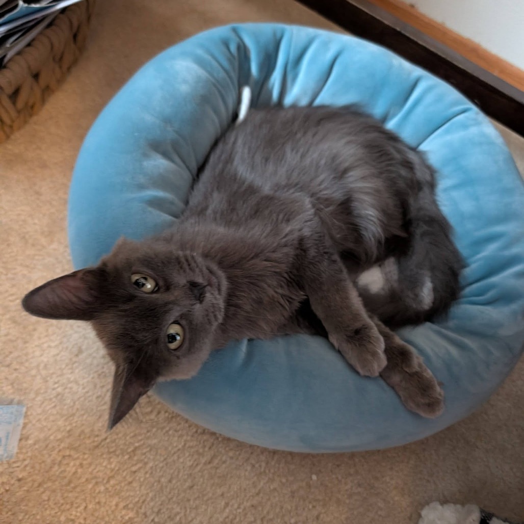 Uma--In Foster***ADOPTION PENDING***, photo 3