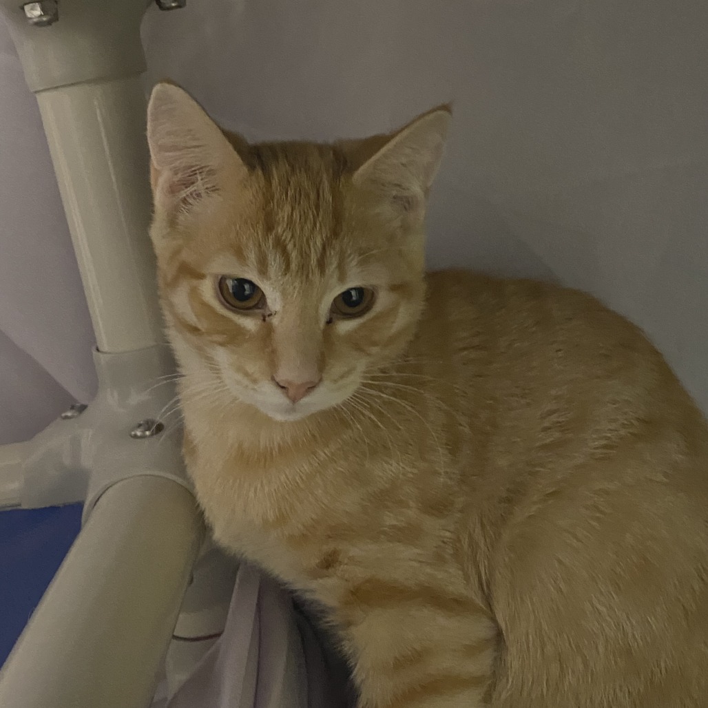JIMMY (BONDED WITH JAX) - Domestic Shorthair available for adoption