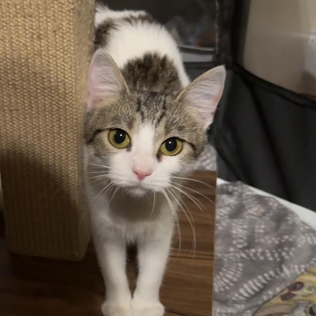 RICE KRISPIE - Domestic Shorthair available for adoption