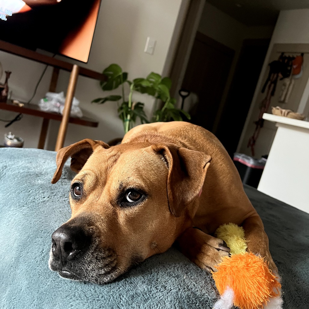Nectarine, additional photo