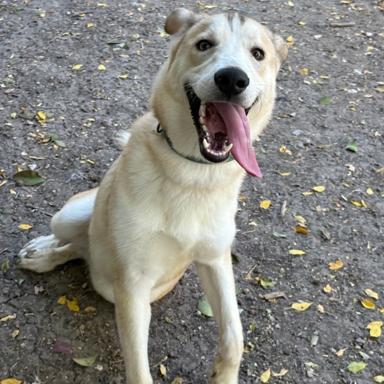 Scout, photo 9