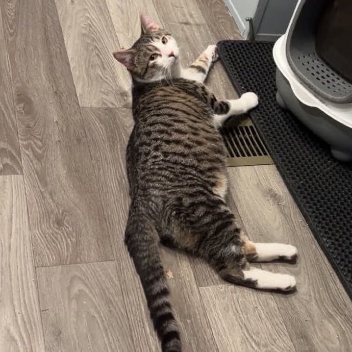Leo