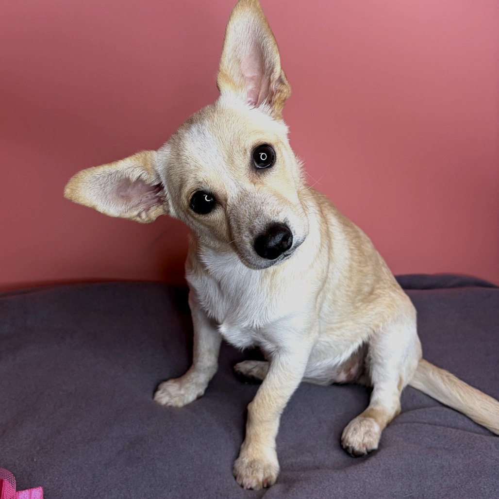 MINDY - Chihuahua / Corgi, Pembroke Welsh for adoption in San Antonio