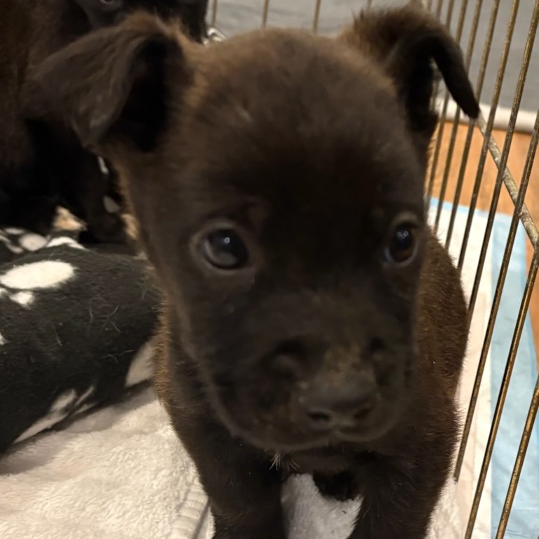 Cocoa pup - Teddy — thumbnail 2