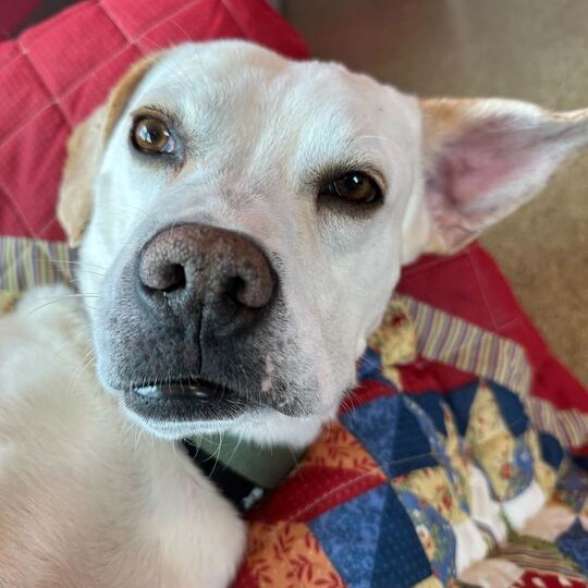 Snowy — thumbnail 4