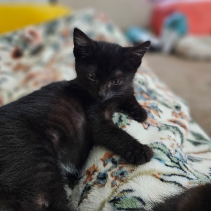 Selah, available for adoption