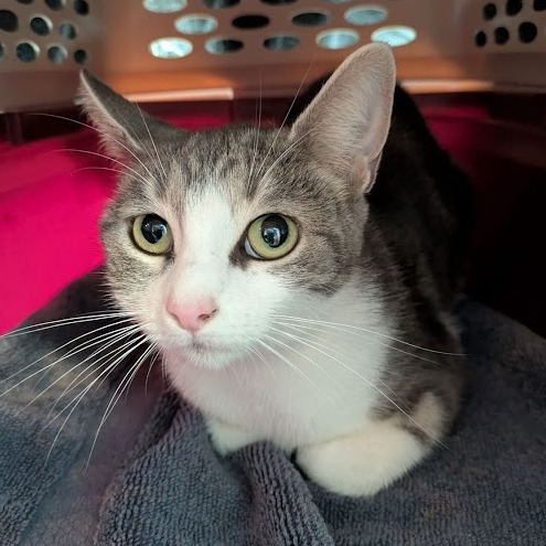 Adopt a Cat Rochester: Find Your Perfect Feline Friend Today!