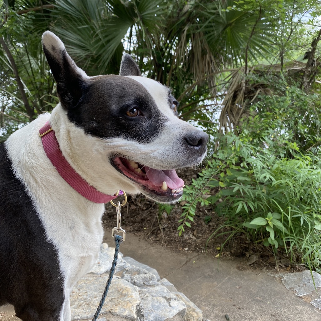 Bluebelle, additional photo