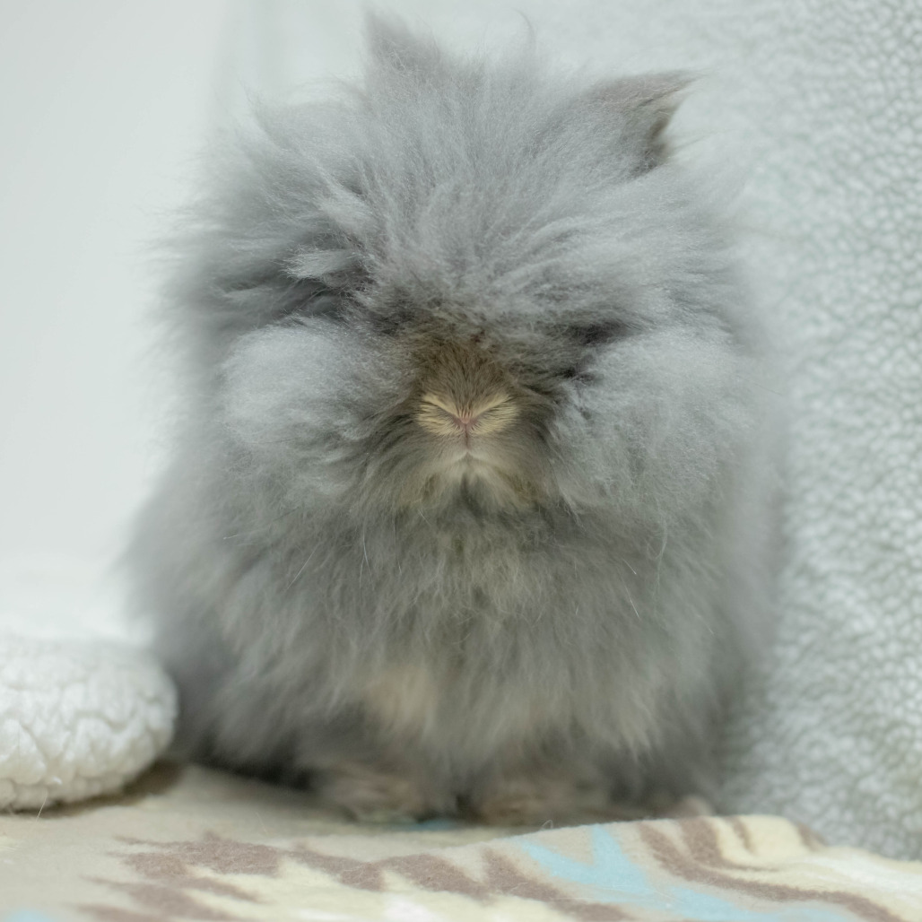 Poppy, photo 19