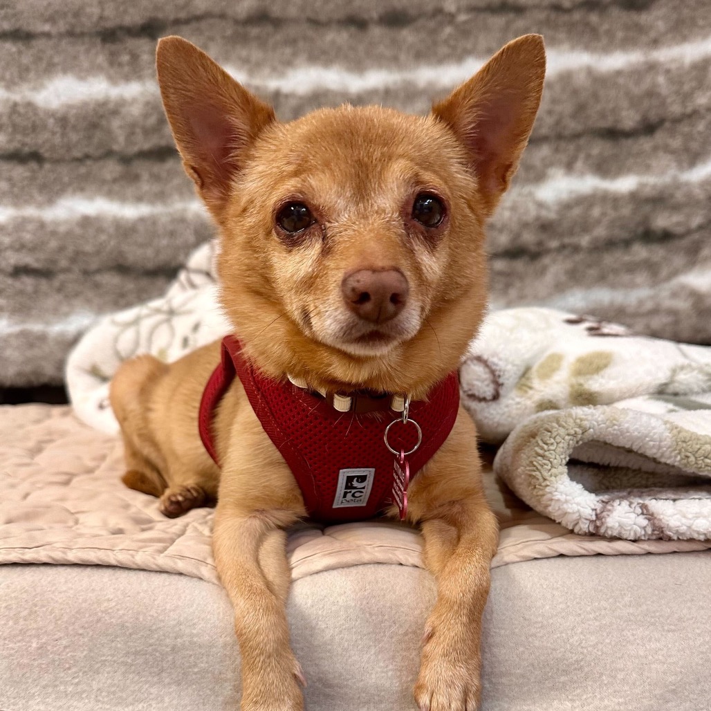 Joan of Arc 13797 — thumbnail 4