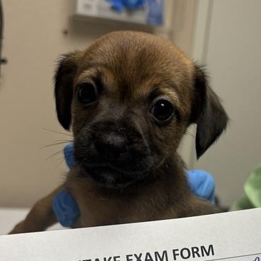 BASS - Chihuahua / Terrier available for adoption
